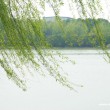 【現(xiàn)代詩(shī)歌】風(fēng)中的樹(shù)