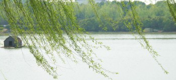 【現(xiàn)代詩歌】風(fēng)中的樹