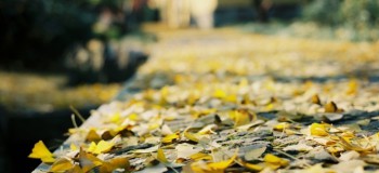 【網(wǎng)絡(luò)美文】聽心