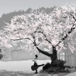 【網(wǎng)絡(luò)美文】你是我遙不可及的夢(mèng) 文/林愔
