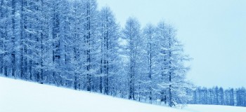 冬之夢(mèng)/雪蓮