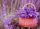 【古風(fēng)詩詞】薰衣草（三首）