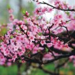 【古典詩(shī)詞】三月桃花 （外二首）