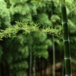 【古典詩(shī)詞】竹韻