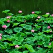 臨江仙·夏荷